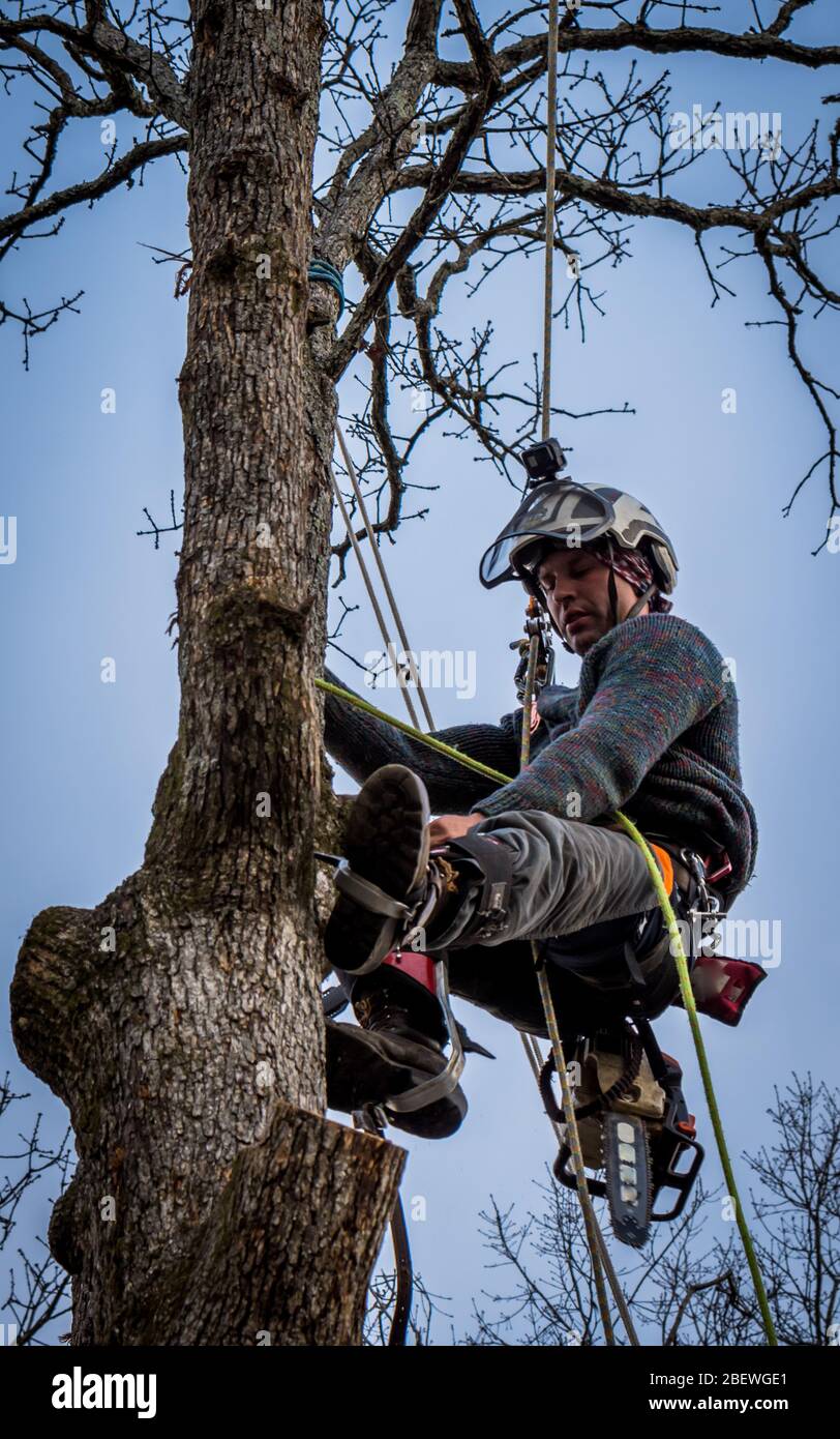 Worker with chainsaw and helmet hanging from rope and cutting down tree  Stock Photo - Alamy