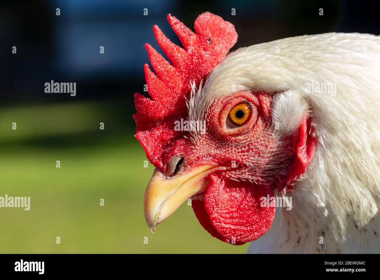 Close-up portrait of a Delaware chicken Stock Photo