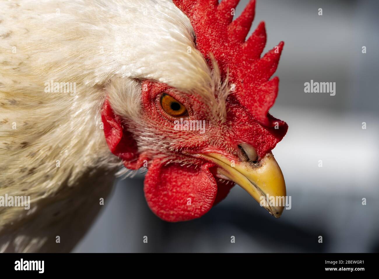 Close-up portrait of a Delaware chicken Stock Photo