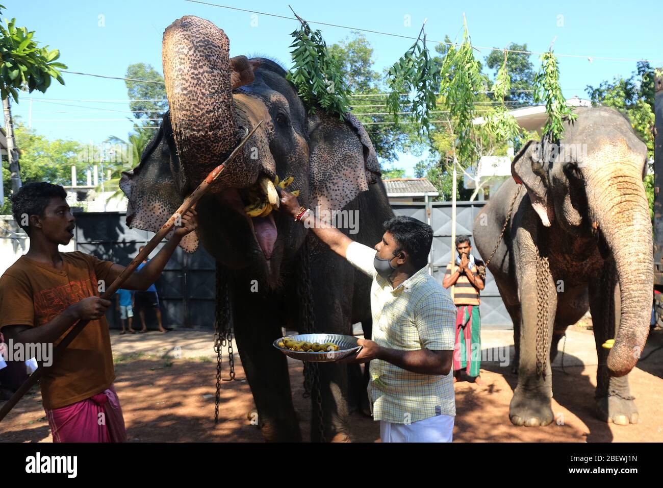 Elephants feeding in colombo hires stock photography and images Alamy