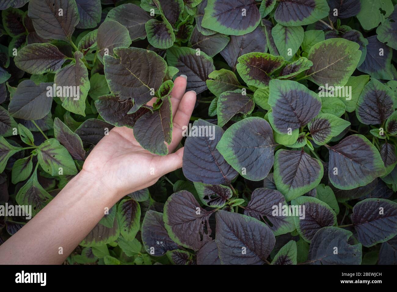 Woman hand holding spinach or red amaranth vegetables in gardens, The scientific name : Amaranthus tricolor Stock Photo