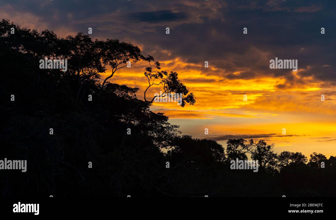 Panorama of an Amazon rainforest sunset with the silhouette of the tree canopy, Yasuni national park, Ecuador. Stock Photo