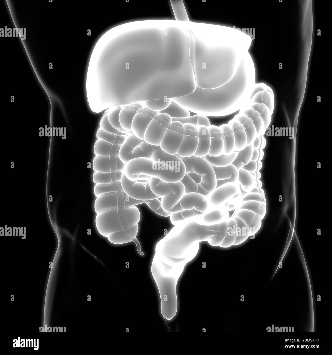 Human Digestive System Anatomy Stock Photo - Alamy