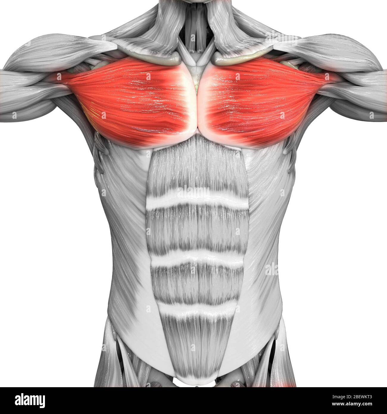 Human Muscular System Parts Pectoral Muscle Anatomy Stock Photo