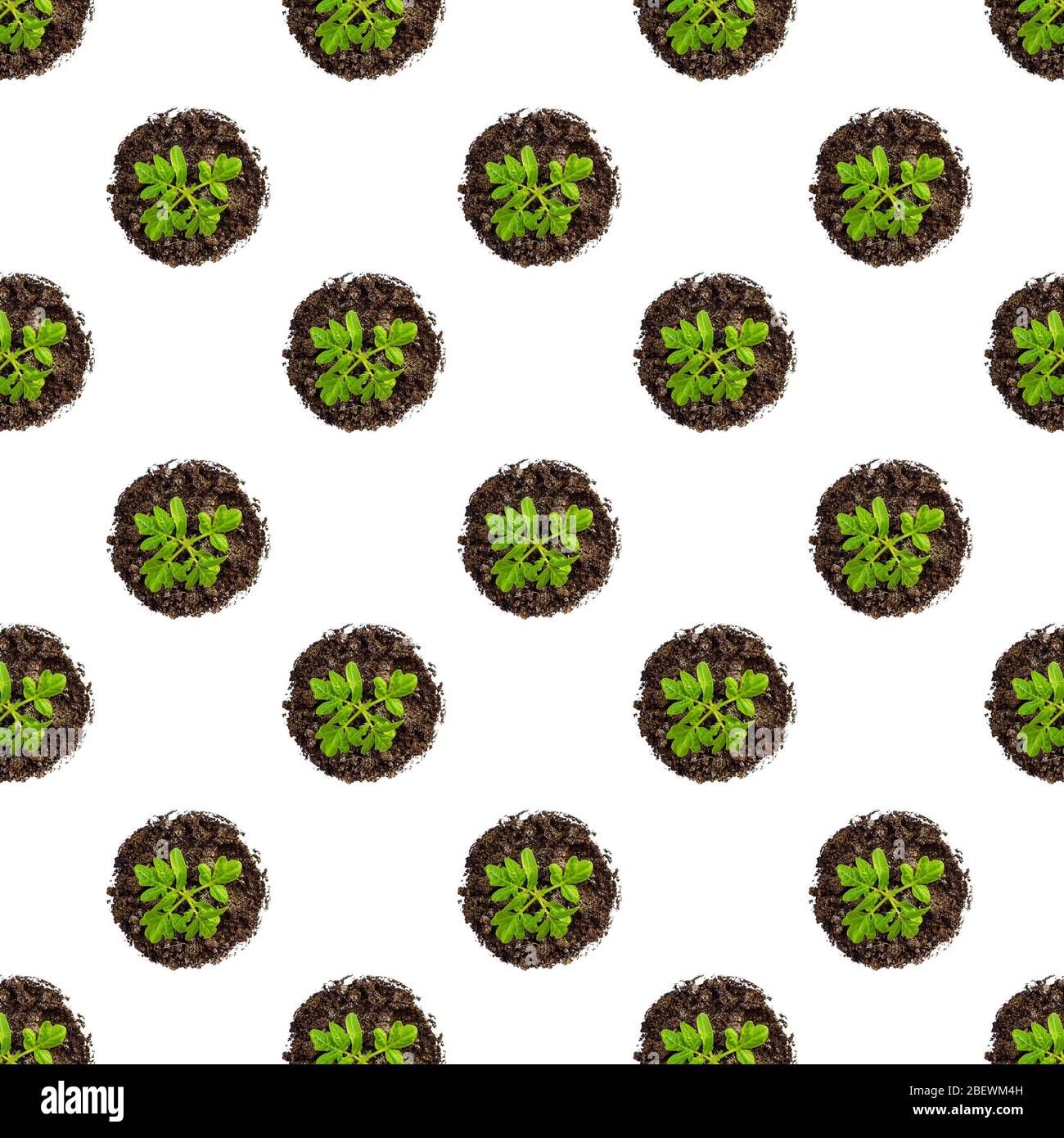 Download Tomato Seedling Tray High Resolution Stock Photography And Images Alamy Yellowimages Mockups