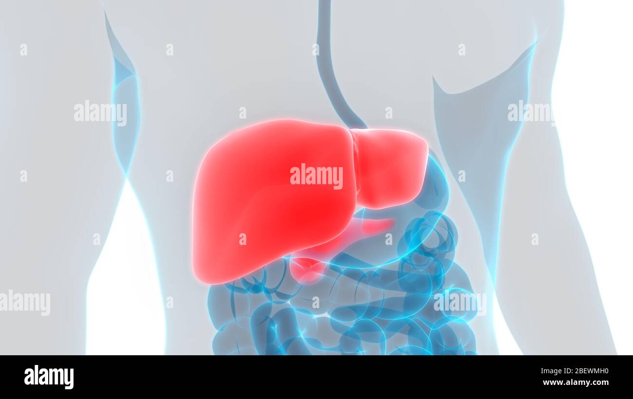 Human Internal Digestive Organ Liver Anatomy Stock Photo - Alamy