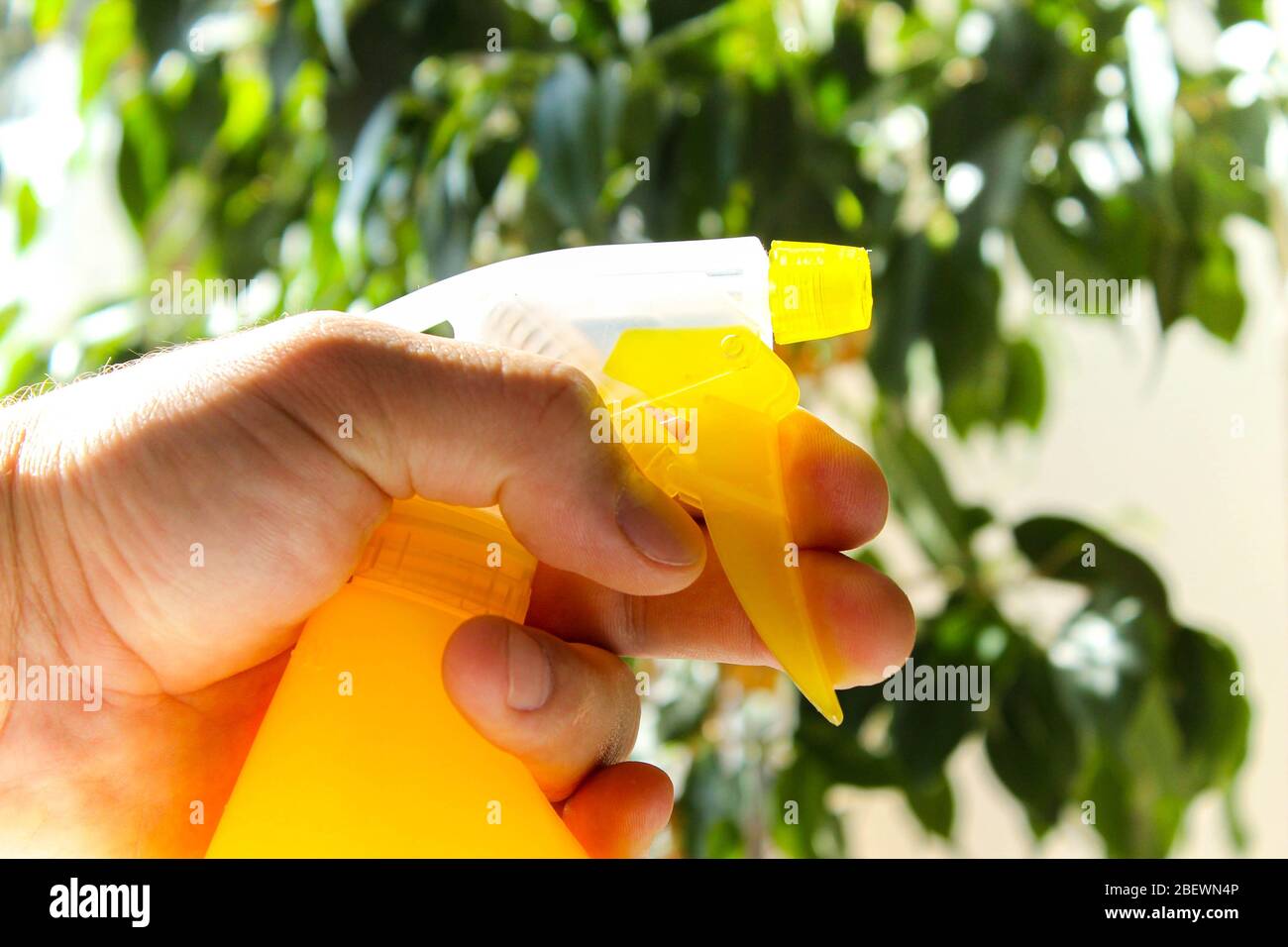Manual sprayer is used for spraying plants Stock Photo Alamy