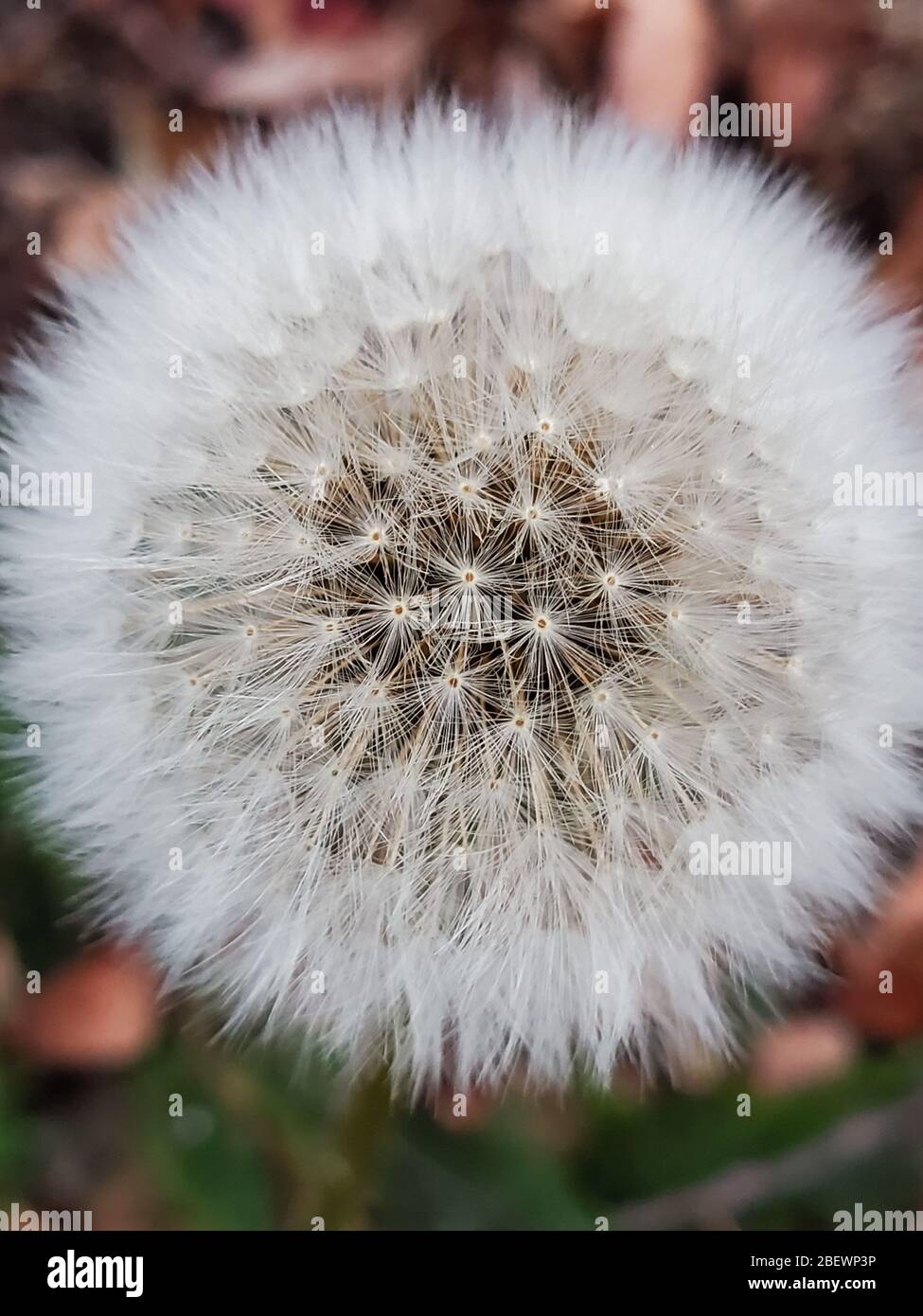 Health benefits of dandelion hi-res stock photography and images - Alamy