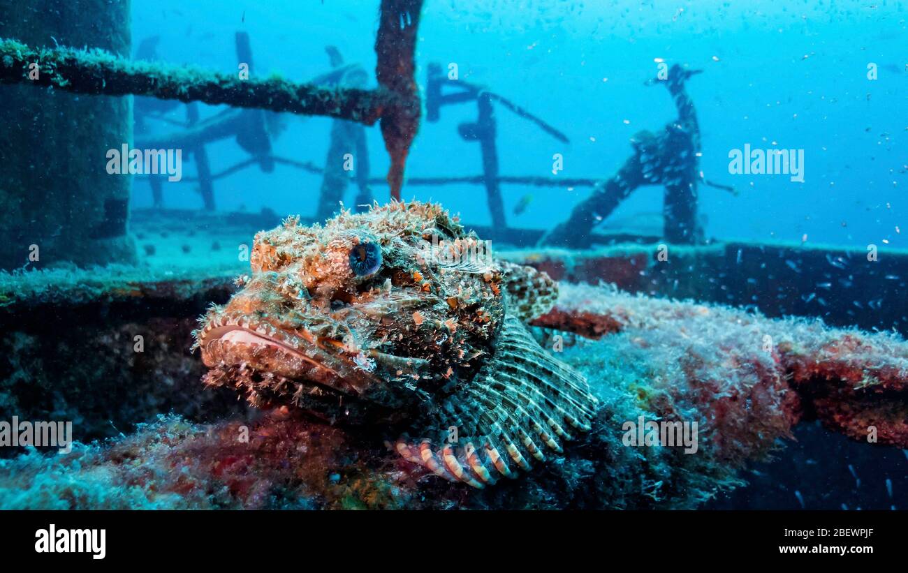 Underwater wildlife Stock Photo