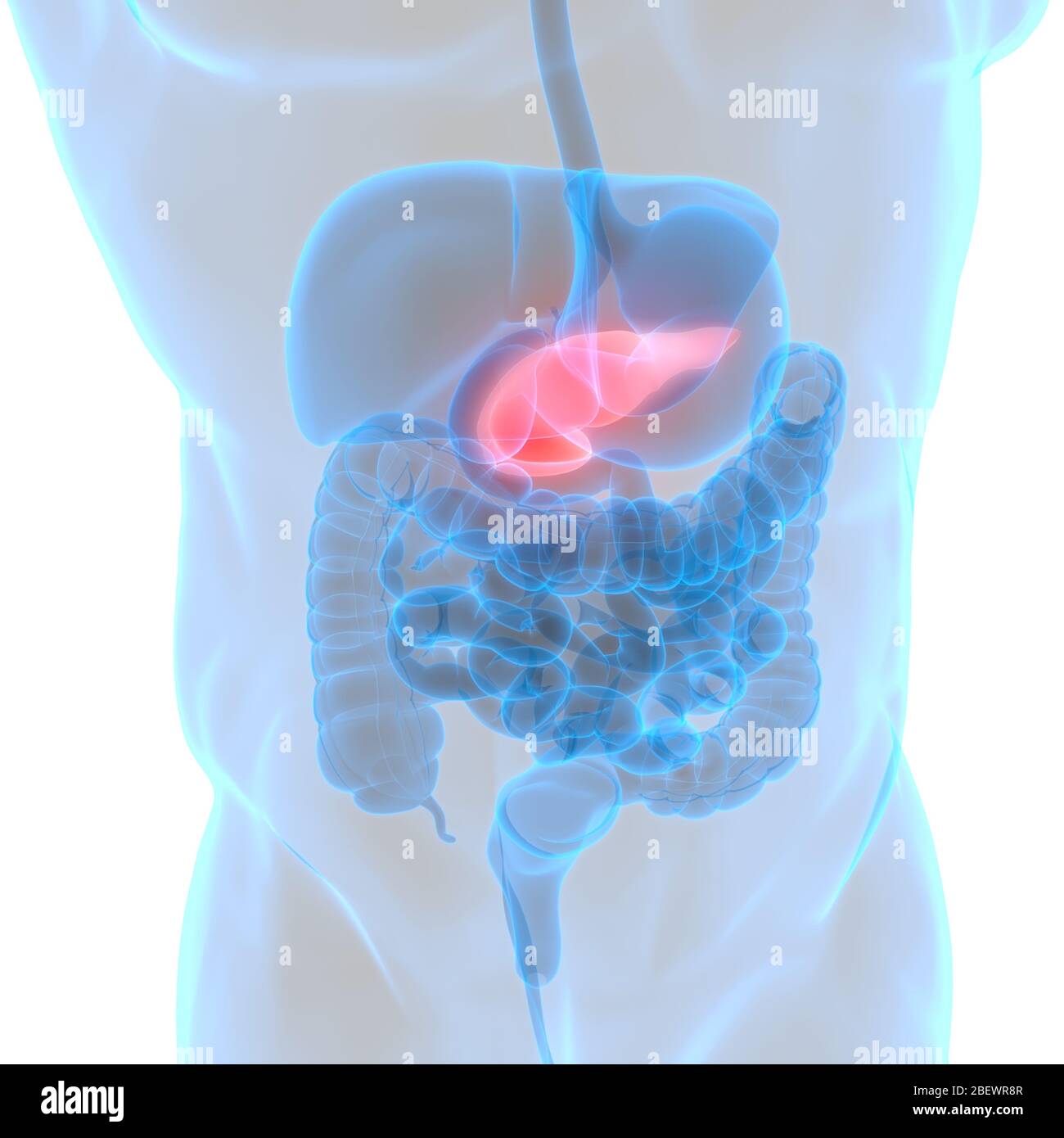 Human Internal Organ Pancreas Anatomy Stock Photo - Alamy