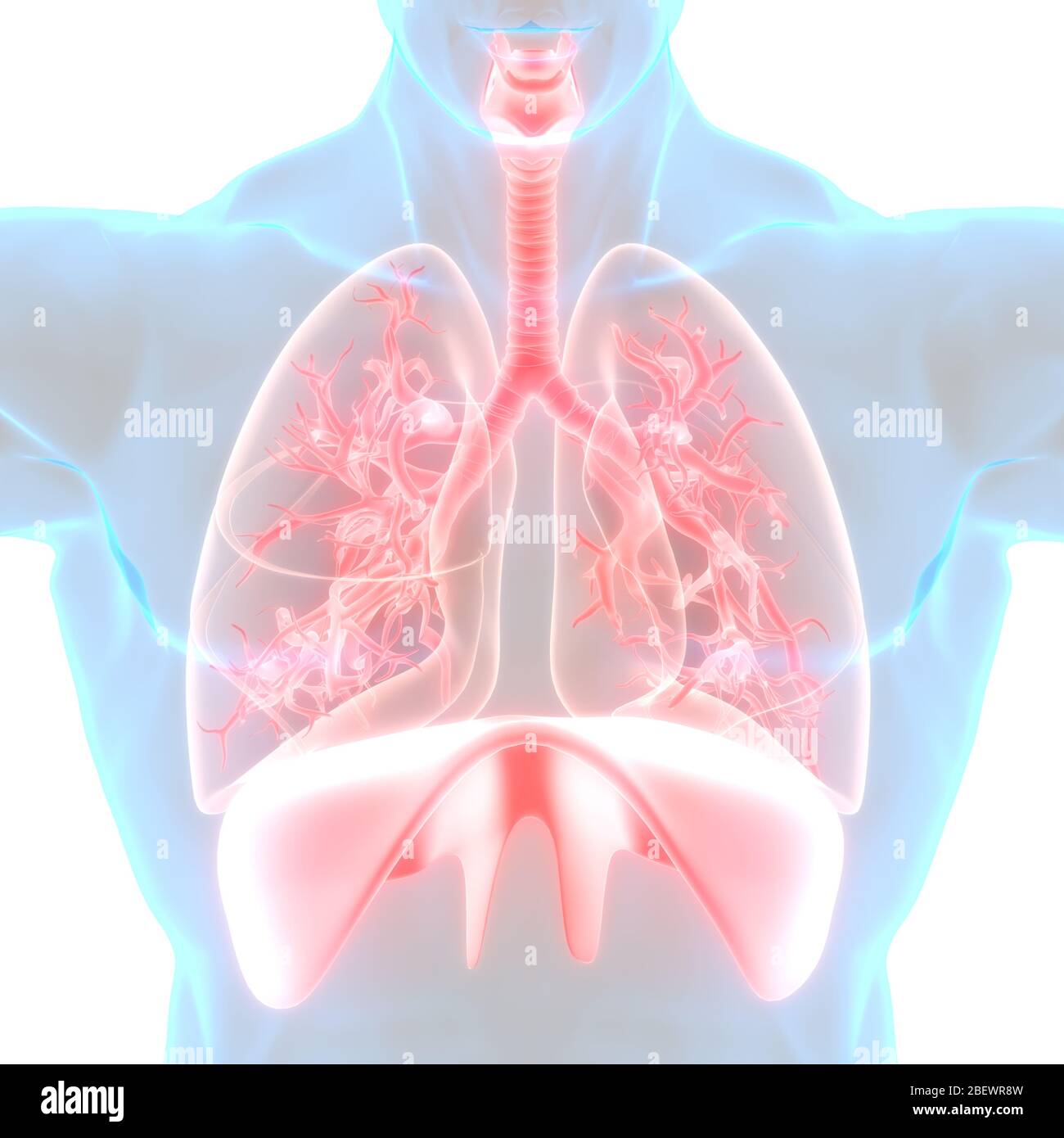 Human Respiratory System Lungs Anatomy Stock Photo - Alamy
