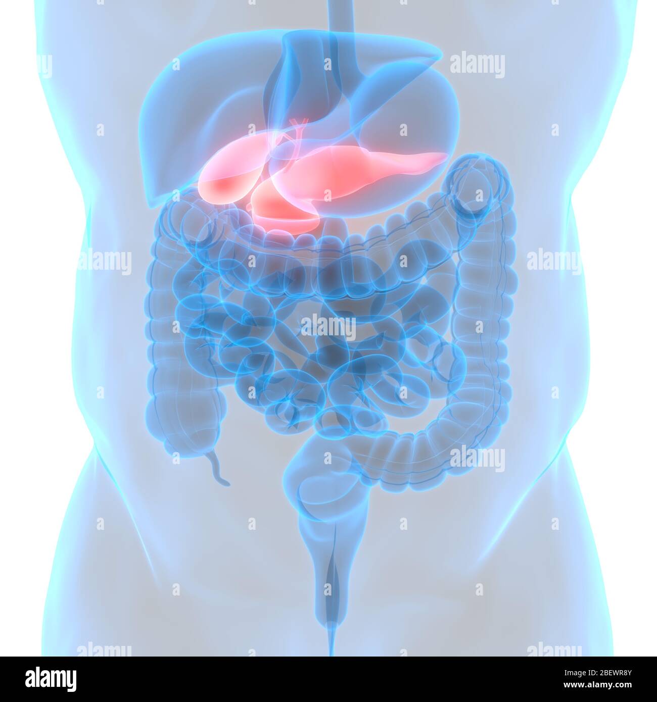 Human Internal Organ Pancreas with Gallbladder Anatomy Stock Photo - Alamy