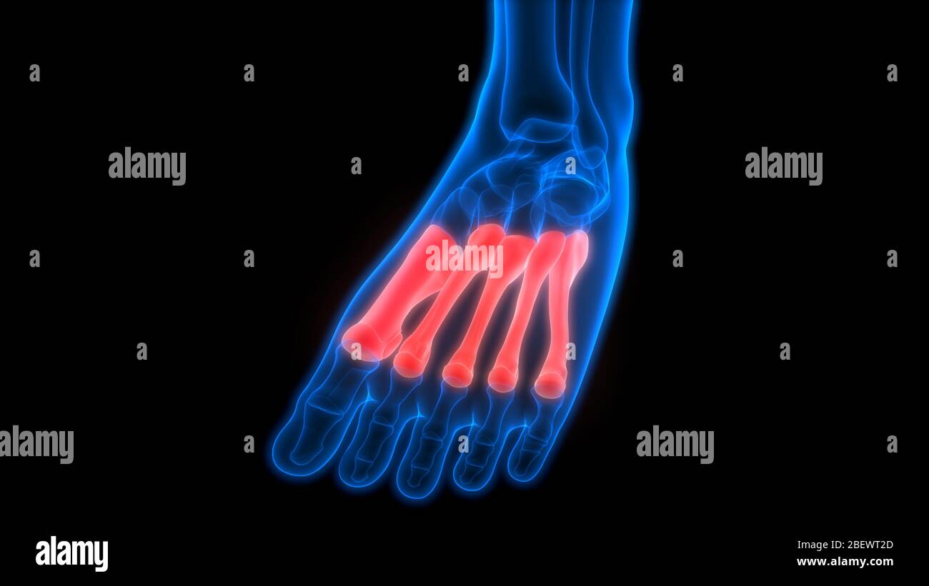 Human Skeleton System Bone Joints Anatomy Stock Photo - Alamy