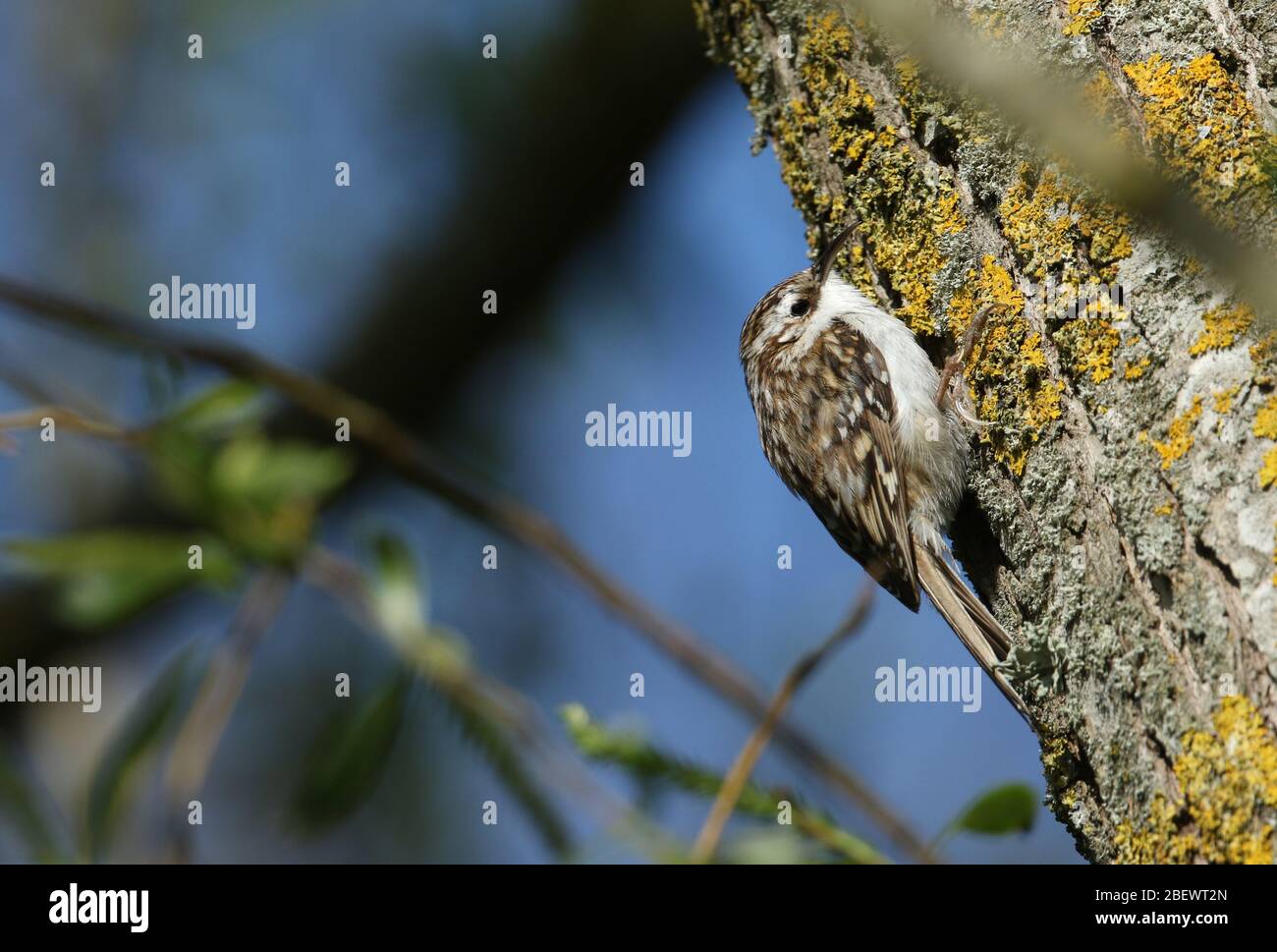 Bird Uk Insects Bark Tree High Resolution Stock Photography and Images ...