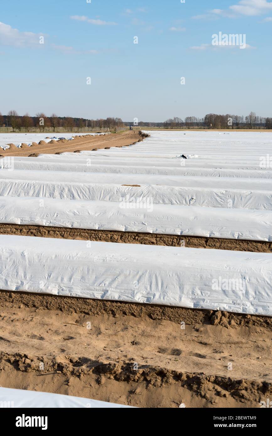 Asparagus field before harvest with country lane from Germany Stock