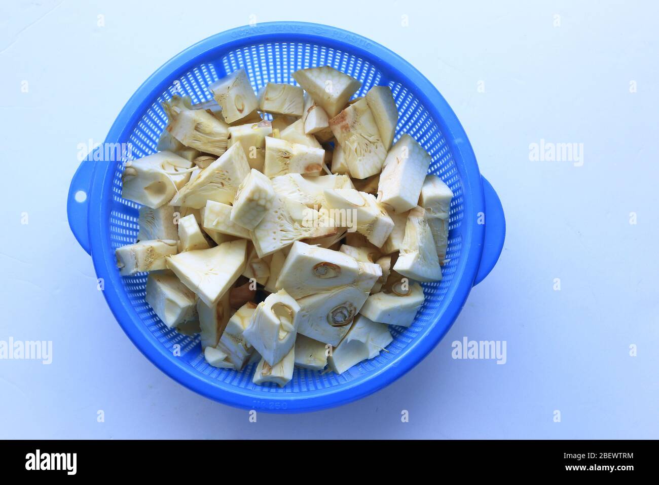 Cut up young green jackfruit, Artocarpus heterophyllus in blue plastic colander isolated against white background Stock Photo