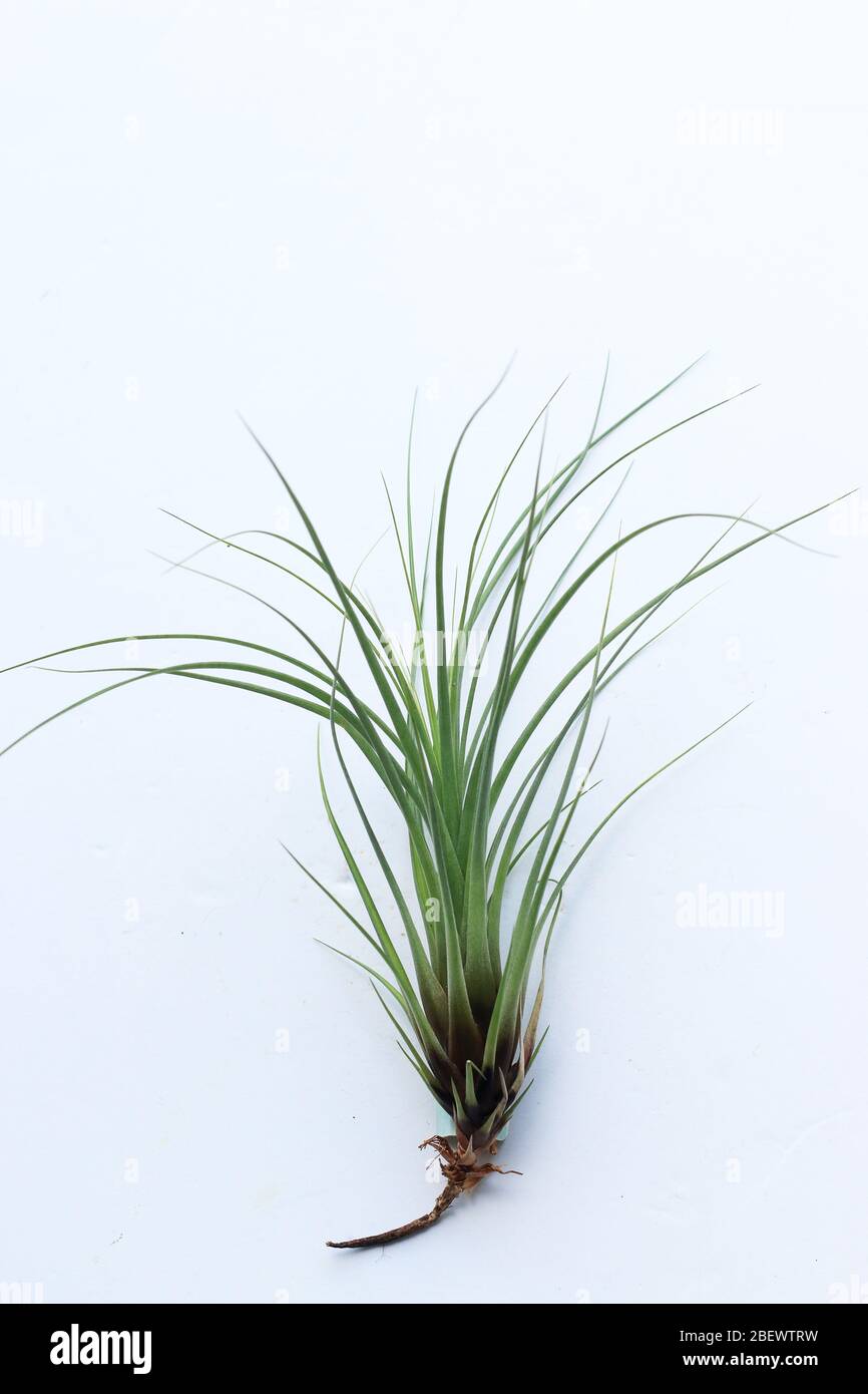 Close up of Tillandsia punctualata isolated against white background Stock Photo