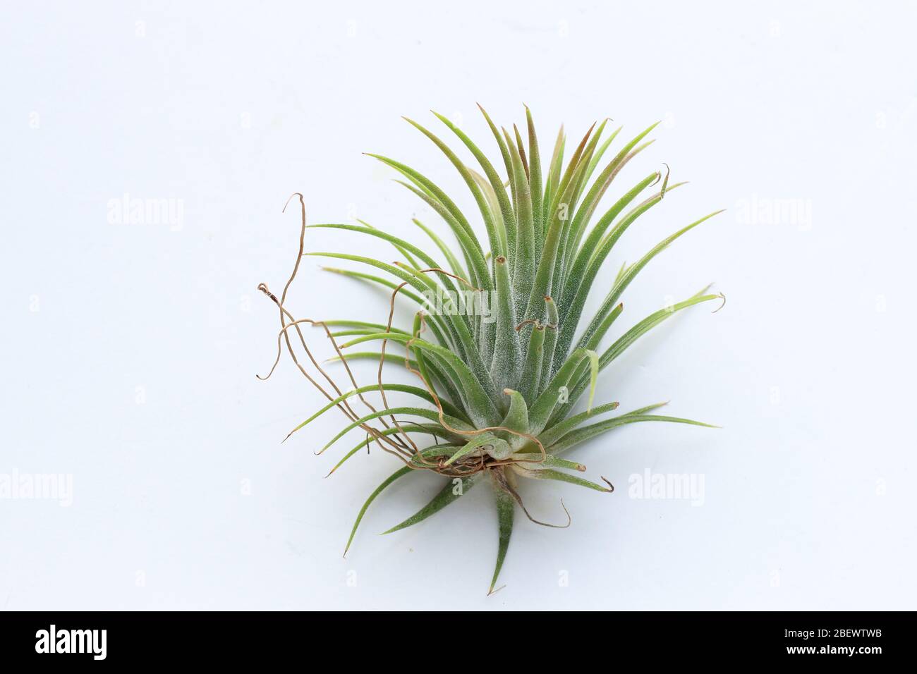 Tillandsia  ionantha Pink Beauty isolated against white background Stock Photo