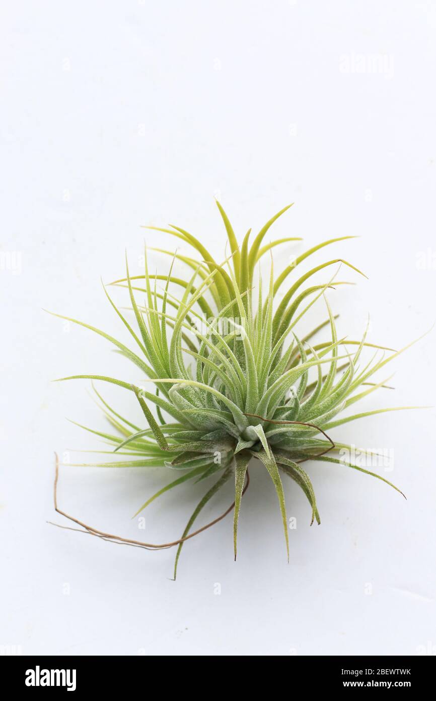 Tillandsia ionantha  isolated against white background Stock Photo