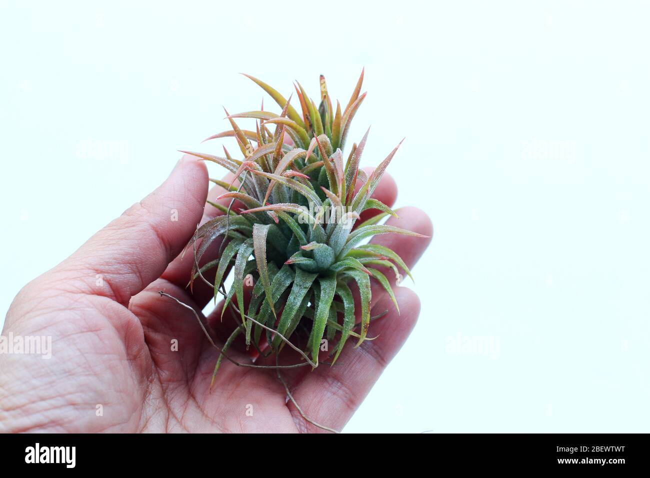 Tillandsia ionantha Mexico isolated against white background Stock Photo