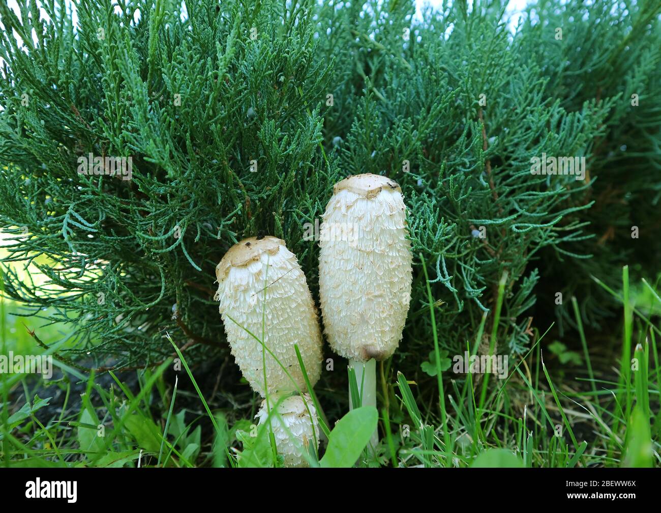 Pair of White Oval Shape Lawyer's Wig Mushrooms on the Garden's Lawn