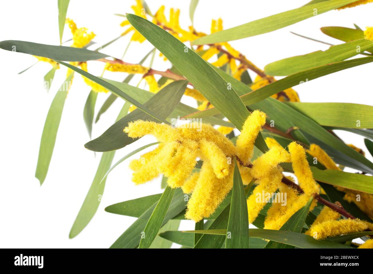 Acacia longifolia in front of white background Stock Photo