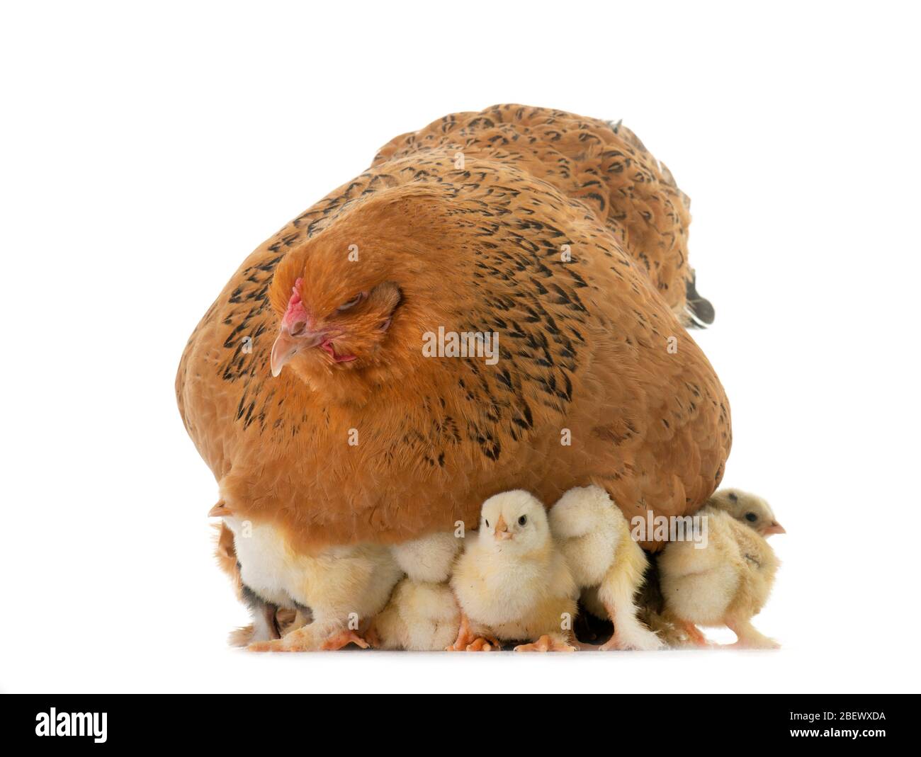 brahma chicken and chicks in a studio Stock Photo
