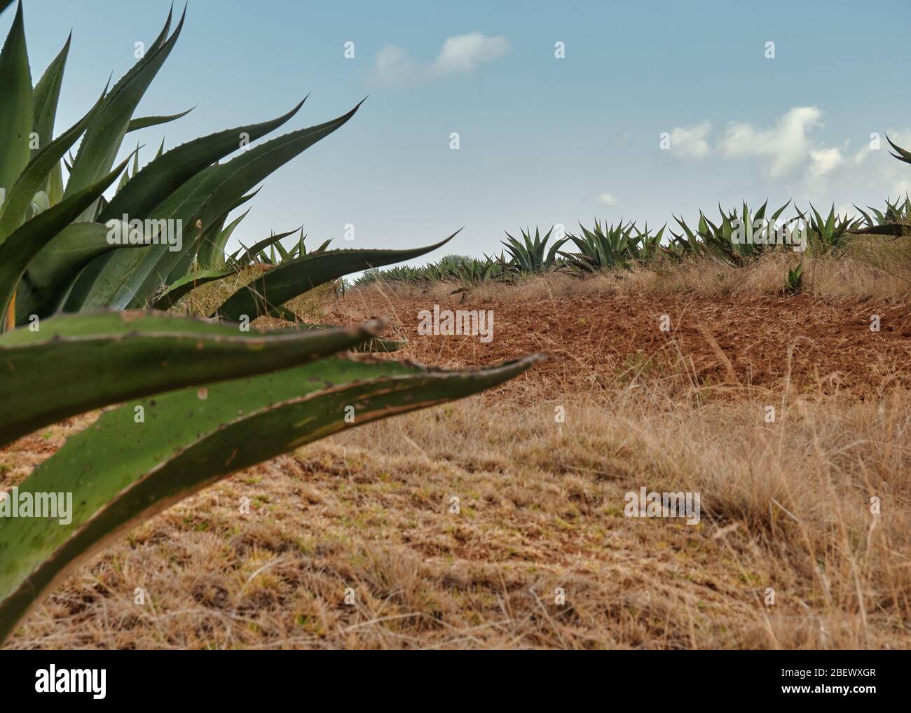 Cultivation of Agave americana in Mexico, closeup and panorama of Maguey plants used to produce the alcoholic beverage Pulque Stock Photo