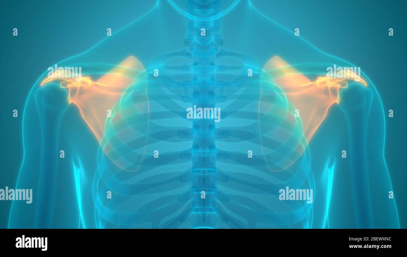 Human Skeleton System Scapula Bone Joints Anatomy Stock Photo Alamy