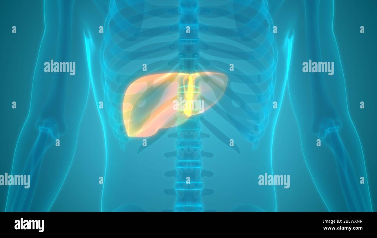 Human Internal Digestive Organ Liver Anatomy Stock Photo - Alamy