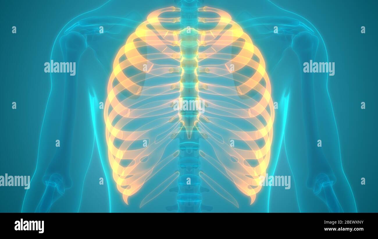 Human Skeleton System Rib Cage Anatomy Stock Photo Alamy