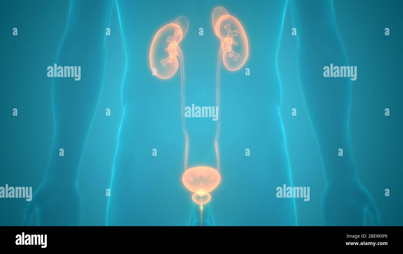 Human Urinary System Kidneys with Bladder Anatomy Stock Photo - Alamy