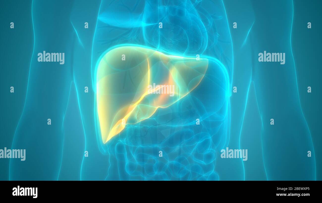 Human Internal Digestive Organ Liver Anatomy Stock Photo - Alamy