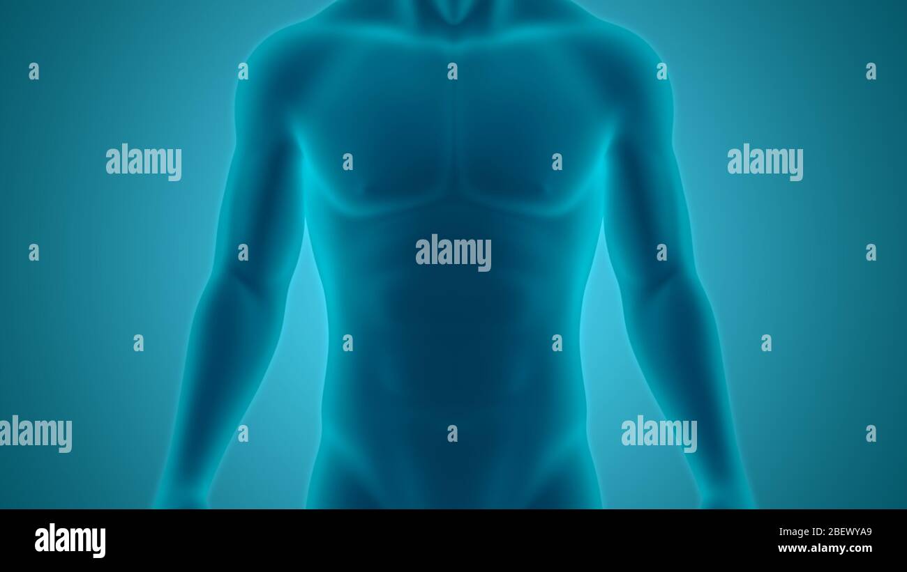 Human Male Body Anatomy Stock Photo - Alamy