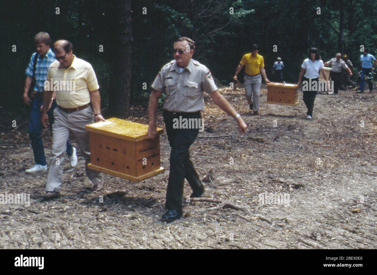 Seven-week-old American Bald Eagles arrive at Dale Hollow Lake July 26, 1989 to resettle them. The U.S. Army Corps of Engineers Nashville District conducted an Eagle Restoration Program and released 44 eagles between 1987 and 1991 to restore nesting populations along waterways in Tennessee and Kentucky. (USACE photo) Stock Photo
