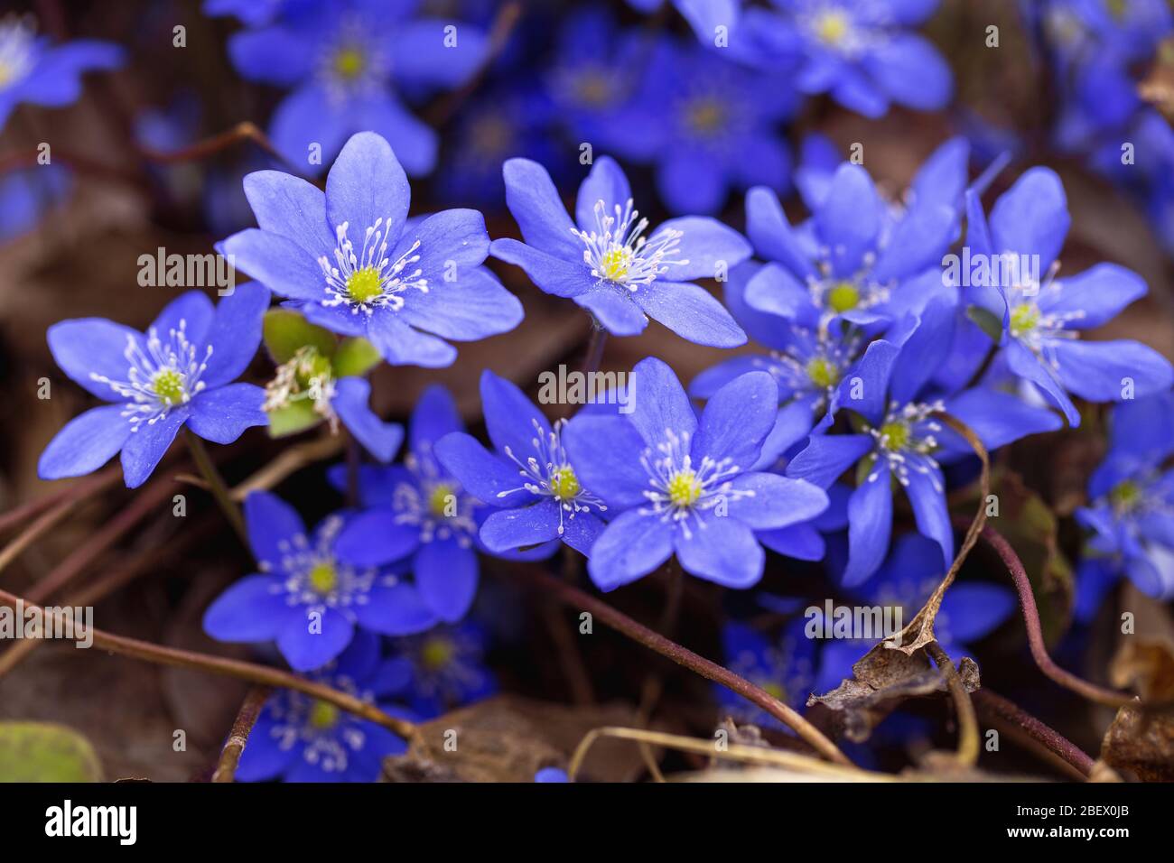 Early spring flowers hepatica. First spring flowers Stock Photo Alamy