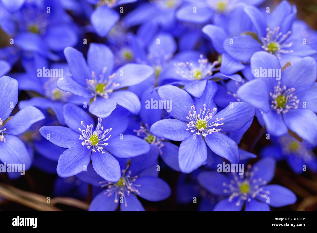 First flowers in spring hepatica. Early blue flowers blooming in spring
