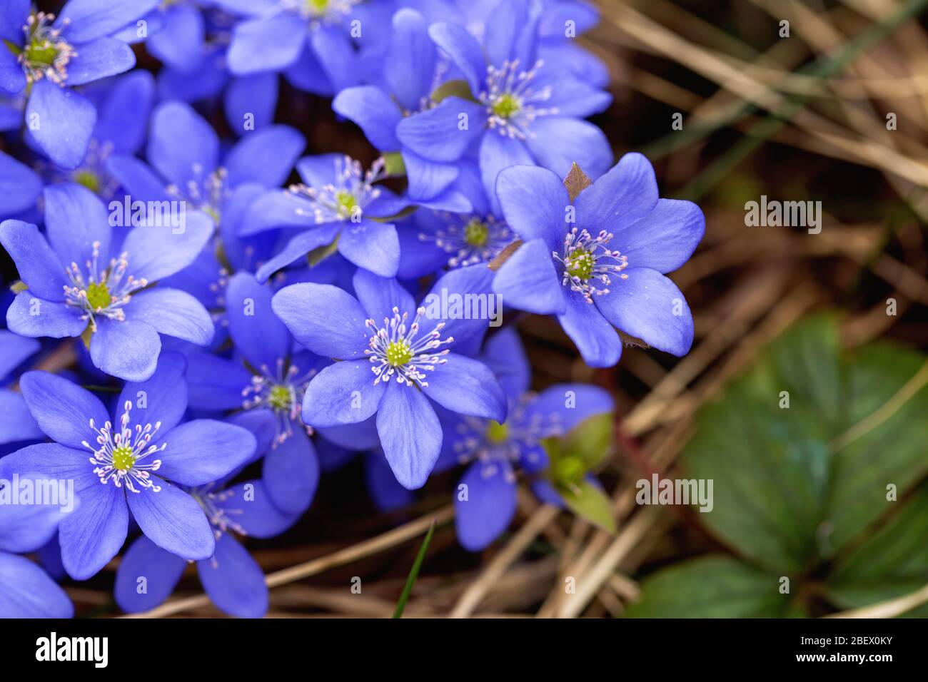 Liverwort spring flowers macro. Hepatica first spring flowers blooming