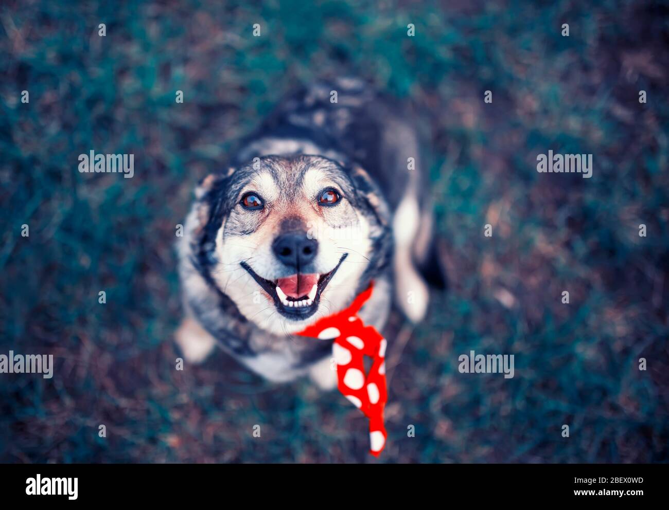 cute brown dog is sitting in the spring garden on the green grass and ...
