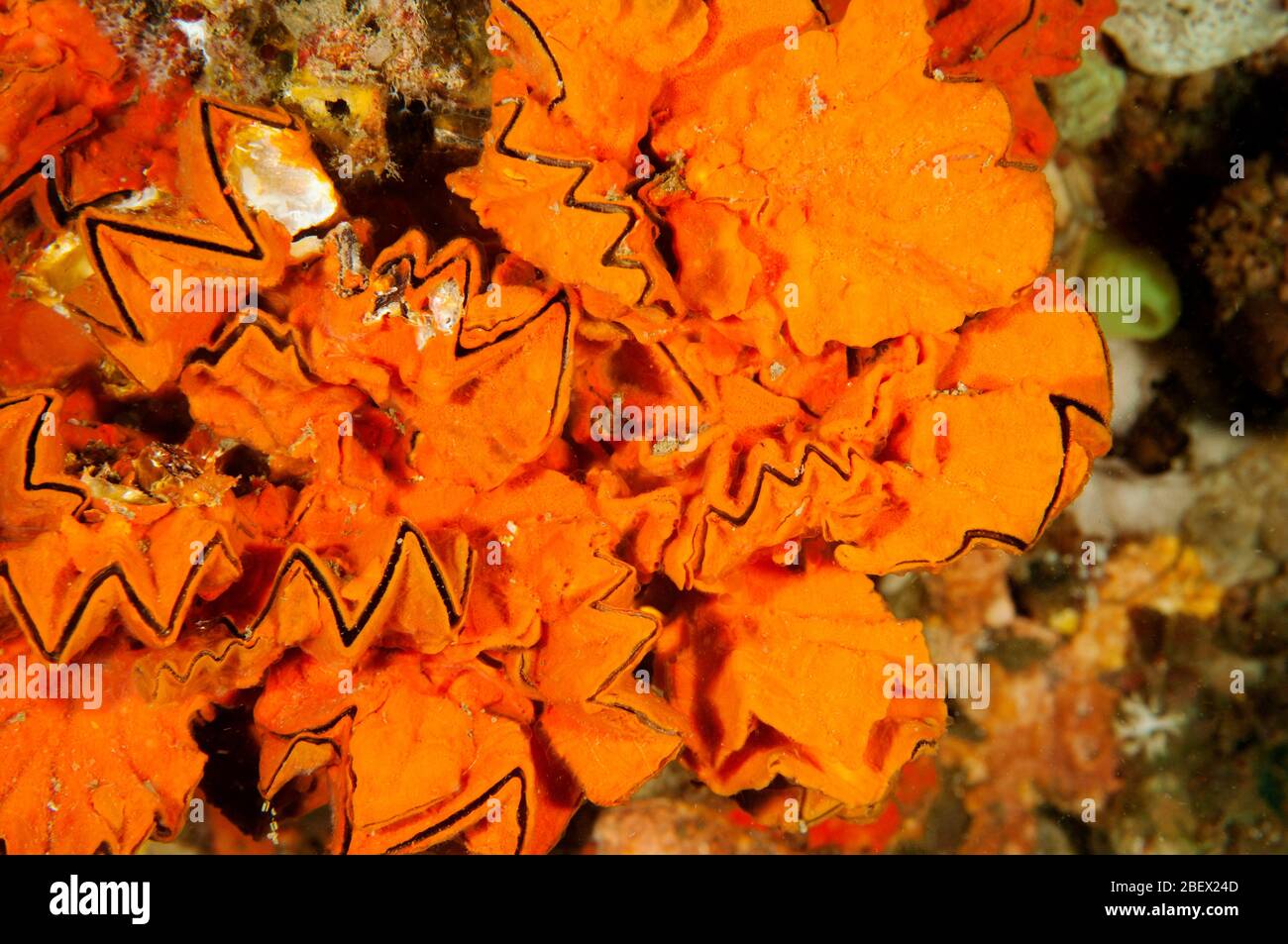 Zigzag oysters, Lopha cristagalli, Sulawesi Indonesia. Stock Photo