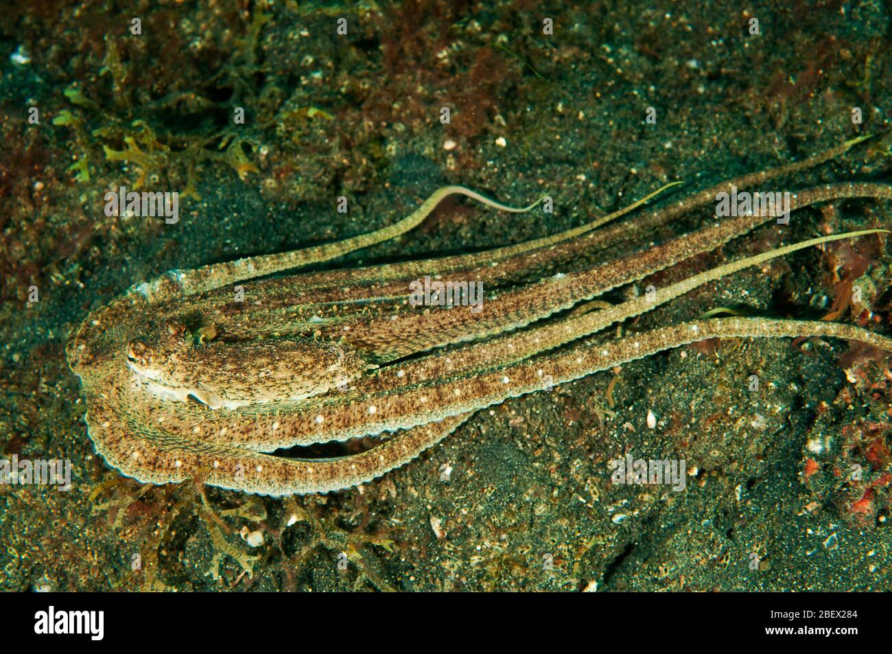 Longarm octopus, Abdopus sp., Lembeh Strait Sulawesi Indonesia Stock Photo