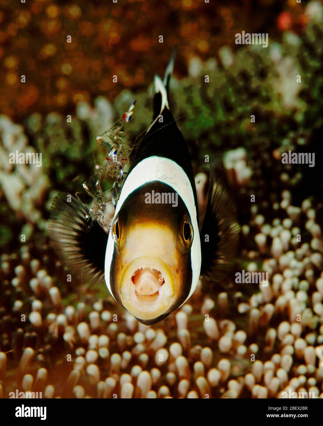 Clark anemonefish, Amphiprion clarkii, and cleaner shrimps, Periclimenes sp. Sulawesi Indonesia Stock Photo