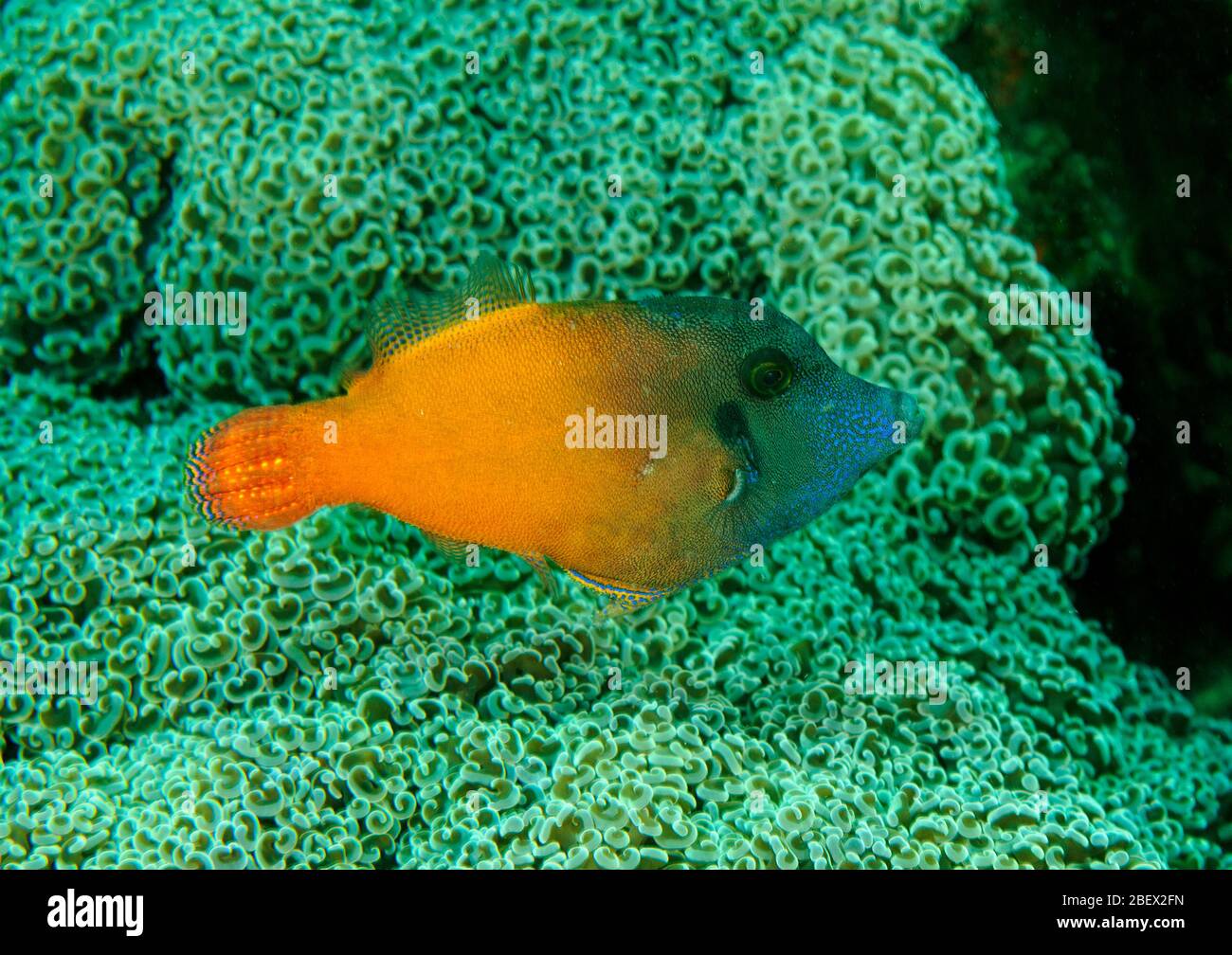 Blackheaded filefish, Pervagor melanocephalus, Sulawesi Indonesia. Stock Photo