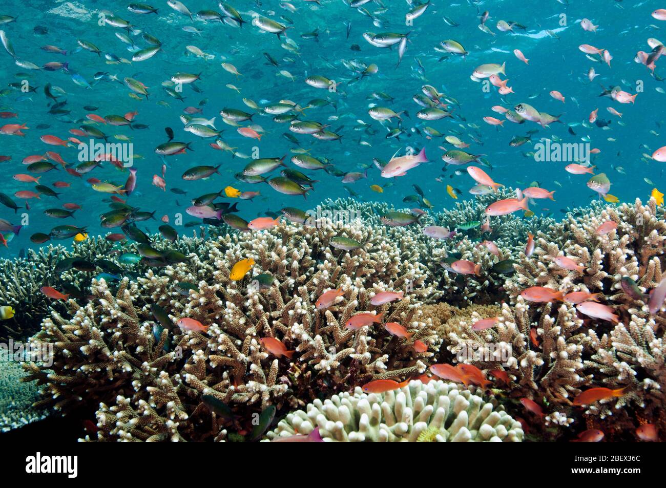 Scalefin anthiases, Pseudanthias squamipinnis, over Acropora corals, Komodo Indonesia. Stock Photo