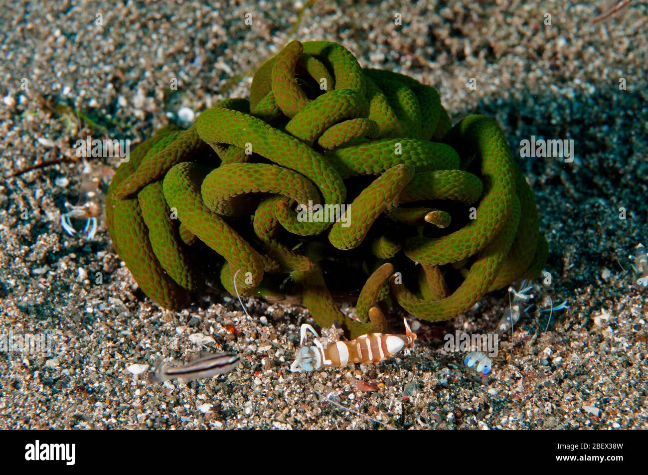 Commensal shrimp, Periclimenes magnificus, on an unidentified colonial ascidian, Flores Indonesia. Stock Photo