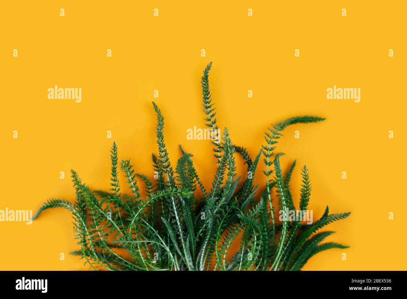 Green fresh herbs on turmeric background. Copy space. Stock Photo