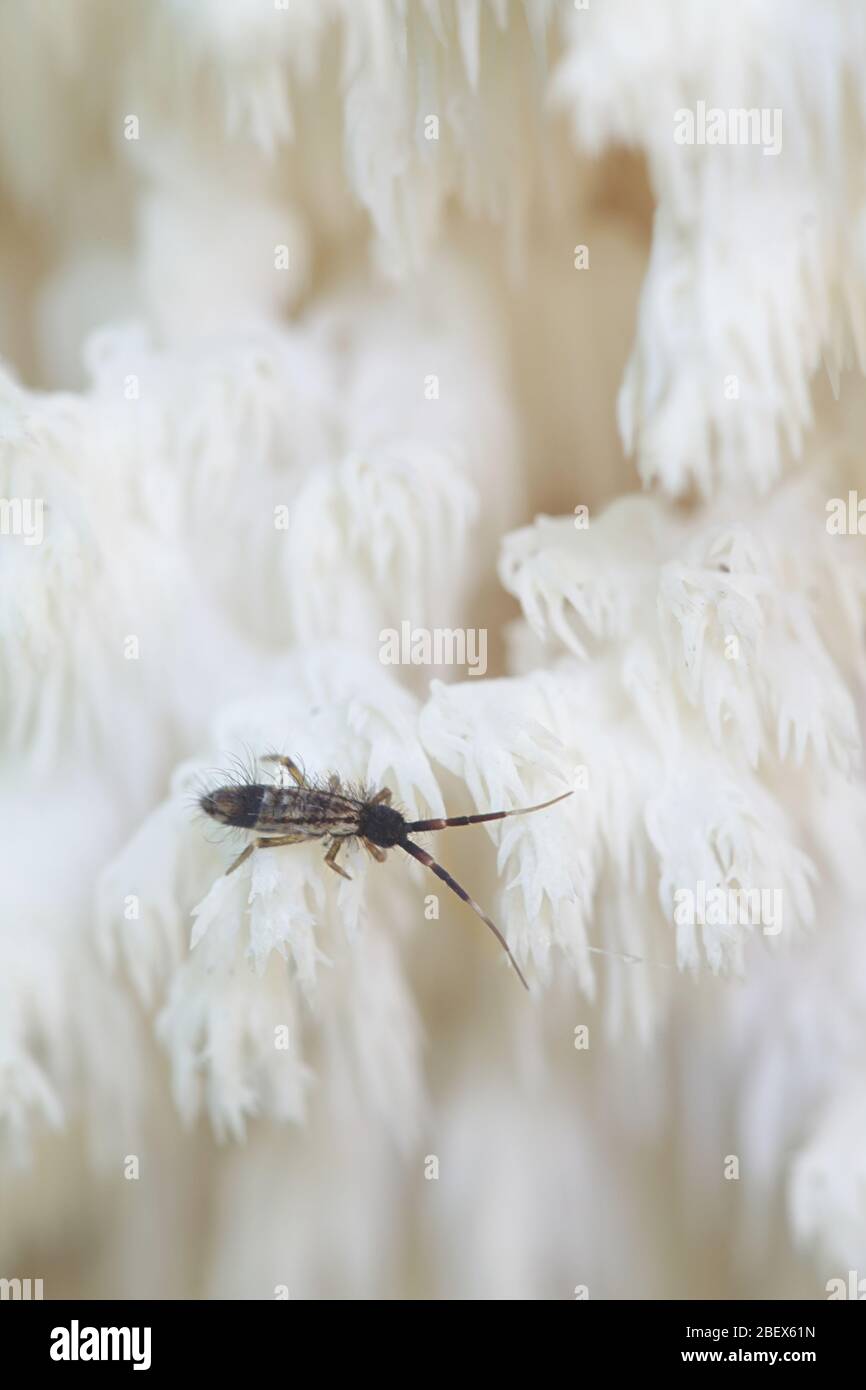 Springtail (Collembola) feeding on coral tooth fungus (Hericium coralloides) Stock Photo