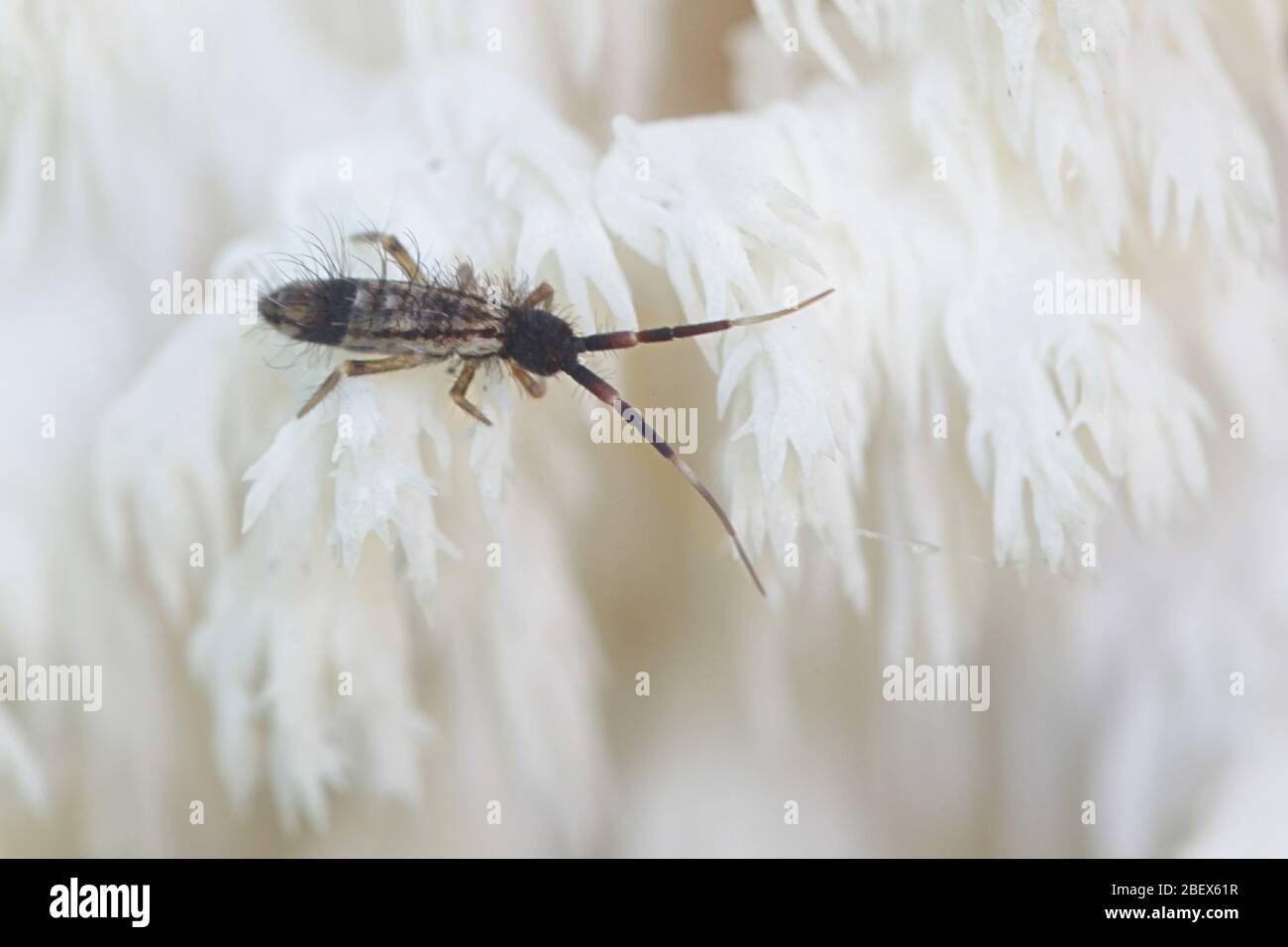 Springtail (Collembola) feeding on coral tooth fungus (Hericium coralloides) Stock Photo
