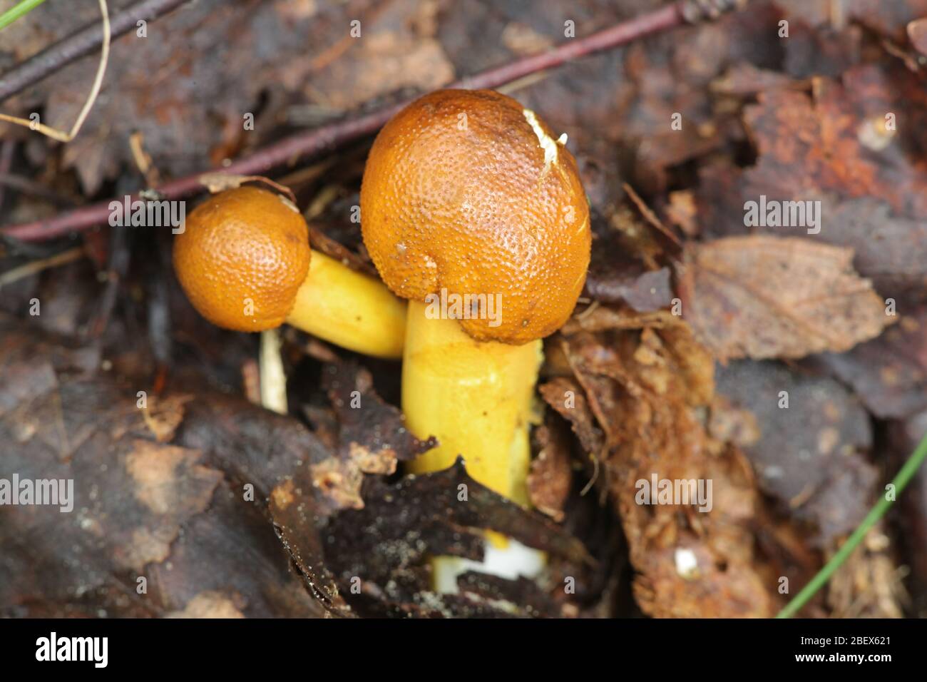 Truffle parasite hi-res stock photography and images - Alamy