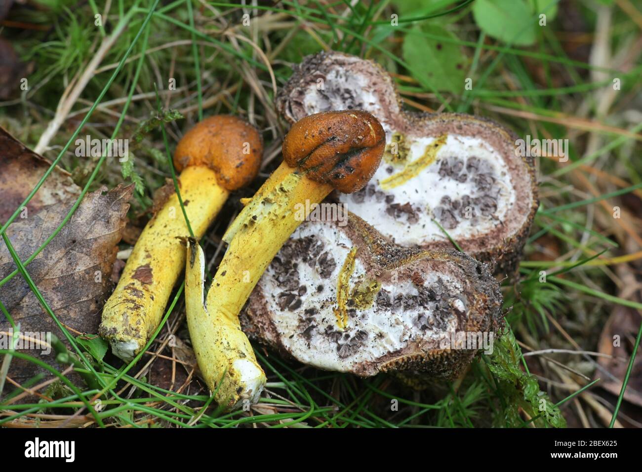 Cordyceps Longisegmentis A Parasitic Sac Fungi From Finland Stock Photo Alamy Cordyceps Longisegmentis A Parasitic Sac Fungi From Finland Stock Photo Alamy